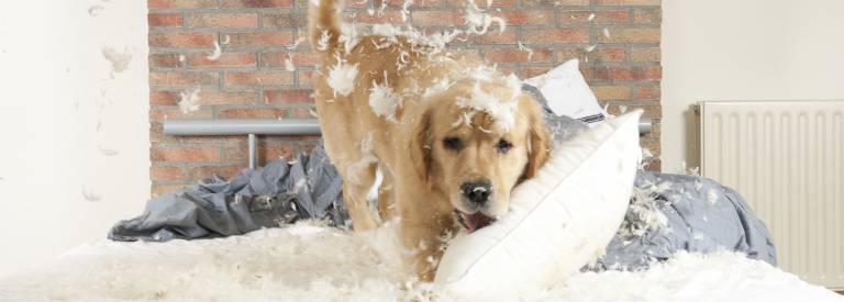 Aansprakelijkheid hond maakt bed kapot